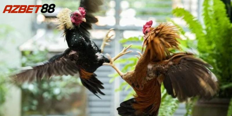 Các loại đá gà phổ biến tại Azbet88
