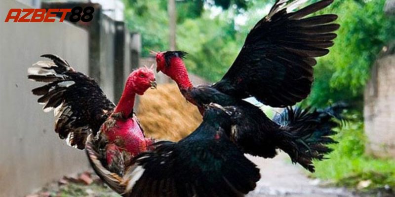 Giới thiệu về Đá gà Azbet88